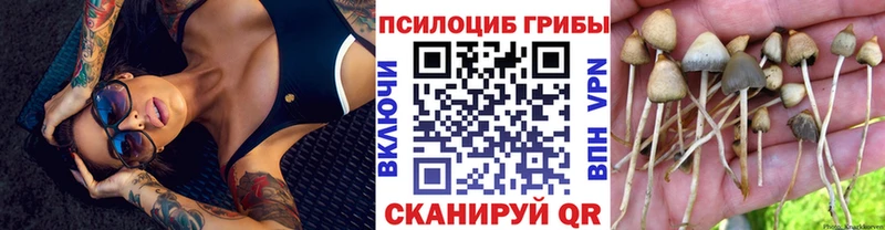 где найти   Тайшет  Галлюциногенные грибы Magic Shrooms 